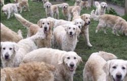 Lottery English Cream Golden Retriever Meme Template