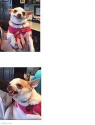 Happy angry chihuahua vertical Meme Template