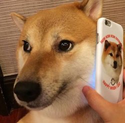 Doge calling Meme Template