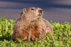 Groundhogs Meme Template