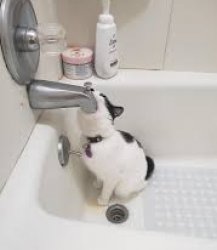 cat at faucet Meme Template