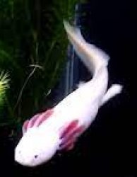 Axolotl Swim Meme Template