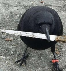 Raven with knife Meme Template
