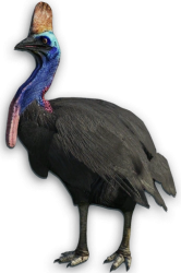 Cassowary Meme Template