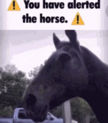 You have alerted the horse. (Static) Meme Template