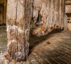 How to Identify and Treat Dry Rot & Wet Rot Meme Template