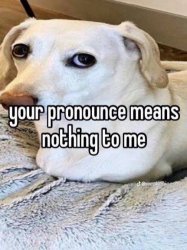 Homophobic dog Meme Template