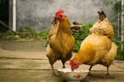 chickens feeding Meme Template