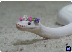 Snake Flower Venomous Cute Meme Template