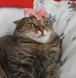 Shocked cat Meme Template