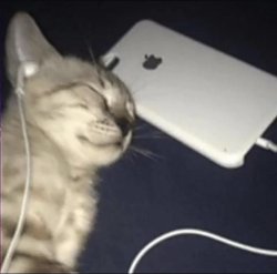 Cat listening to music Meme Template