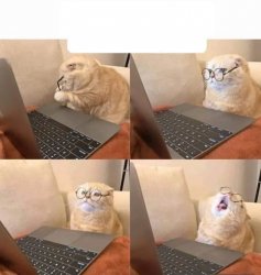 Cat looks at the laptop and scream Meme Template