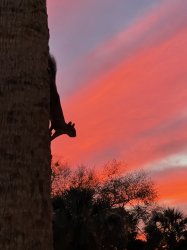 Squirrel on Sunset Meme Template
