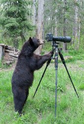 bear with camera Meme Template