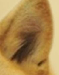 doge ear Meme Template