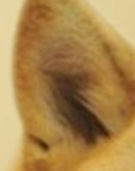 Doge ear 2 Meme Template