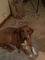 Smoking dog Meme Template