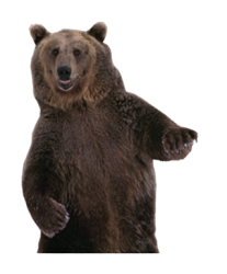 Bear Waist Up Transparent Background Meme Template