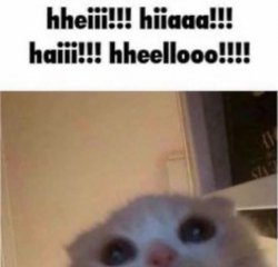 hheiii hiiaaa haiii hheellooo cat Meme Template