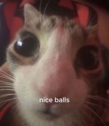 nice balls cat Meme Template