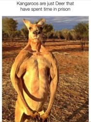 Kangaroos are prison deer Meme Template