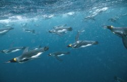 Flock of swimming penguins Meme Template