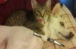 Cat Holding Dog Hostage Meme Template