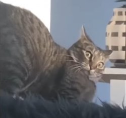 What you looking at Cat Meme Template