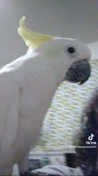 Moxxie the cockatoo Meme Template