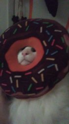 Donut cat Meme Template
