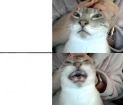 Cat "Oh no !" Meme Template