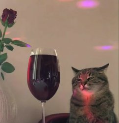 cat with wine Meme Template