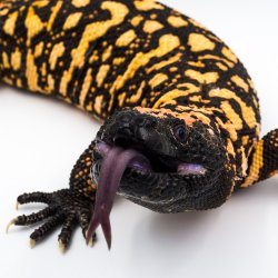 Gila monster Meme Template