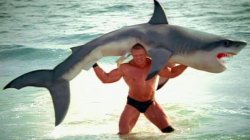 Brock Lesnar F5s a shark Meme Template