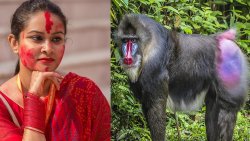 Hindu Mandrill Meme Meme Template