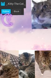Kitty's Announcement Template Meme Template