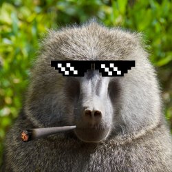 Smoking Monke Meme Template