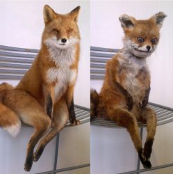 Fox before after Meme Template