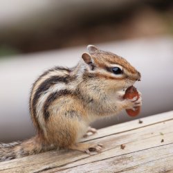 chipmunk Meme Template