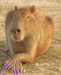 Capybara with nails Meme Template