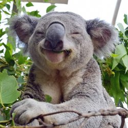 Smug Anti Gymcel Koala Meme Template