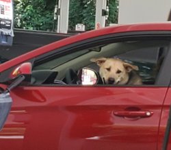 driving doggo Meme Template