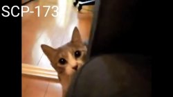 Stalker Kitty Meme Template