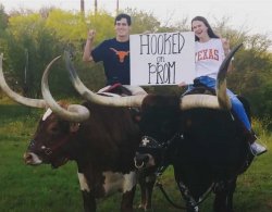 Texas Longhorn Romance Meme Template