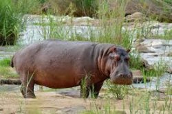 Hippo Meme Template