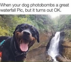Dog photo bombs waterfall pic. Meme Template