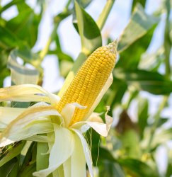 Corn Meme Template