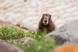 Killer Marmot Meme Template