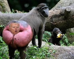 Biden baboon butt Meme Template