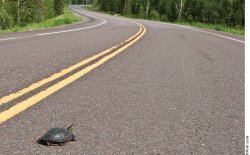 Slow Progress Turtle Meme Template